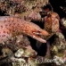 eel_moray_barredfin_nus_h_0705_png1803.jpg